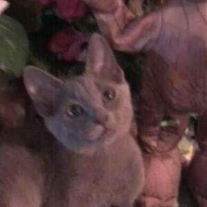 Fundraising Page: Issi Van